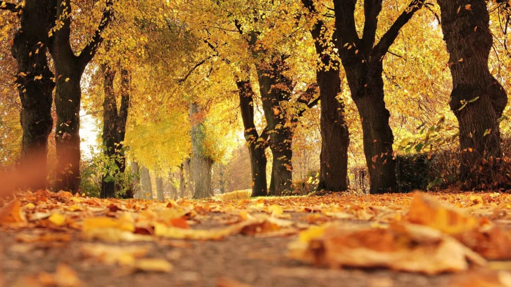 Se fue el verano! Este lunes recibimos el otoño con temperaturas más frescas y noches más largas