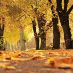 Se fue el verano! Este lunes recibimos el otoño con temperaturas más frescas y noches más largas