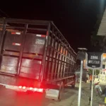 La Policia recupera 34 becerros habían sido robados mediante estafa a ganaderos de Cabrera y Río San Juan