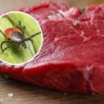 Pistolero dispara a hombre en El Bronx por no detenerse a responder su pregunta; víctima presuntamente es dominicano