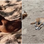 Caramelo, la perra que camina donde quiere el mar