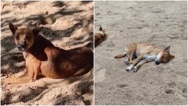Caramelo, la perra que camina donde quiere el mar