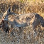 Alarma a dominicanos ataque y desaparición de perro por un coyote en Bergen-NJ