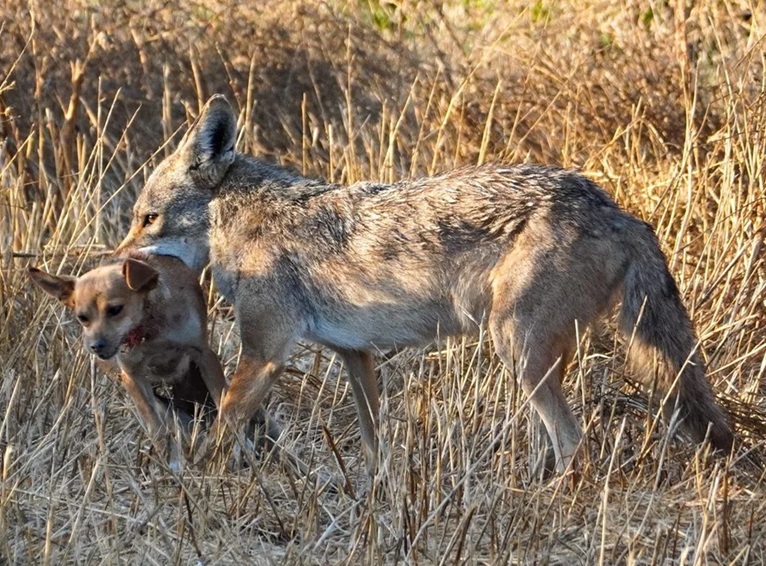 Alarma a dominicanos ataque y desaparición de perro por un coyote en Bergen-NJ