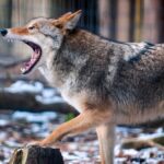 Coyote con rabia ataca a tres personas y seis perros en zona Westchester residen familias dominicanas