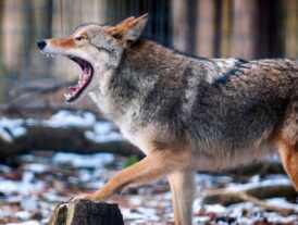 Coyote con rabia ataca a tres personas y seis perros en zona Westchester residen familias dominicanas