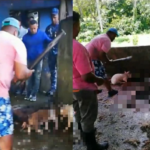 Qué rebulú! Protestan por decomiso dudoso y muerte a palos de cerdos en matadero de Nagua; señalan coronel y hay 2 presos