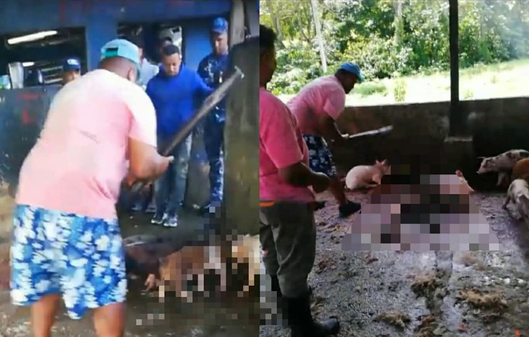 Qué rebulú! Protestan por decomiso dudoso y muerte a palos de cerdos en matadero de Nagua; señalan coronel y hay 2 presos