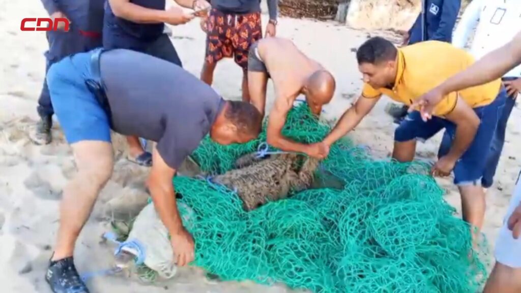 De vuelta a su jaula! Capturan en Playa Laguna cocodrilo que permanecía desaparecido en Sabaneta de Yásica