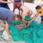 De vuelta a su jaula! Capturan en Playa Laguna cocodrilo que permanecía desaparecido en Sabaneta de Yásica
