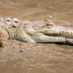 Peligro en Sabaneta de Yásica! Escapa cocodrilo de cautiverio en Islabón; piden no acercarse a ríos, charcas y lagunas