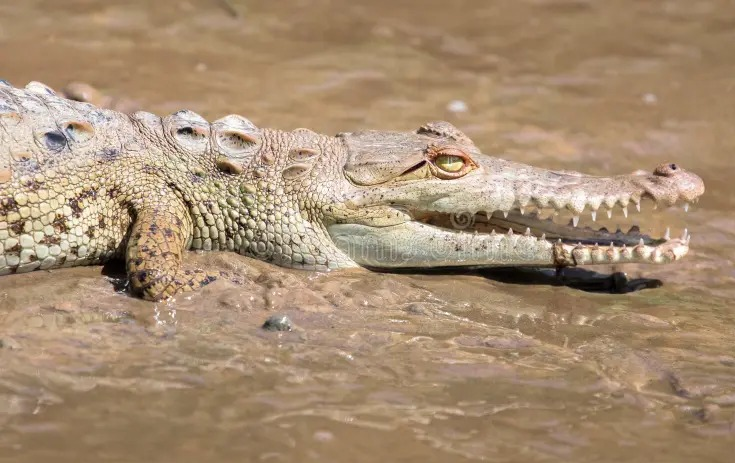 Peligro en Sabaneta de Yásica! Escapa cocodrilo de cautiverio en Islabón; piden no acercarse a ríos, charcas y lagunas