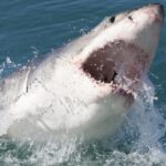 Ya empiezan a aparecer tiburones en el área de NY, a donde acuden dominicanos como bañistas