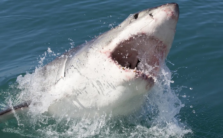 Ya empiezan a aparecer tiburones en el área de NY, a donde acuden dominicanos como bañistas