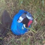 Hallan recién nacida abandonada en una bolsa plástica entre unos matorrales en la carretera que une a Constanza con Jarabacoa