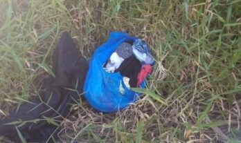 Hallan recién nacida abandonada en una bolsa plástica entre unos matorrales en la carretera que une a Constanza con Jarabacoa