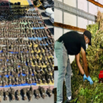 La DNCD desmantela en Ocoa 15 mil plantas de marihuana; la mayor plantación del vegetal ocupada en la historia de RD