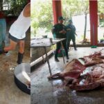 Incautan cientos de libras de carne en estado de descomposición en matadero clandestino desmantelado en Río San Juan