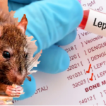 Autoridades de Salud RD registran 14 fallecidos por leptospirosis en 2026; pacientes infectados suman 179 con 314 casos sospechosos