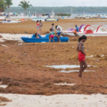 El sargazo cubre las aguas de las principales playas del país y le 