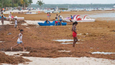 El sargazo cubre las aguas de las principales playas del país y le 