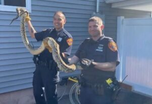 Atrapan culebra de 8 pies de largo debajo del piso de casa con familia en Nueva Jersey; dominicanos son vecinos