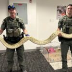 Atrapan enorme serpiente en Coney Island – Brooklyn; dominicanos visitan el lugar