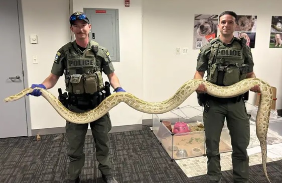 Atrapan enorme serpiente en Coney Island – Brooklyn; dominicanos visitan el lugar