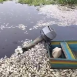 Catástrofe ambiental! Reportan gran mortandad de peces y otras especies por derrame en la bahía de Puerto Viejo, Azua