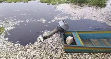 Catástrofe ambiental! Reportan gran mortandad de peces y otras especies por derrame en la bahía de Puerto Viejo, Azua
