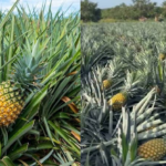 Productores de piña de María Trinidad Sánchez y Monte Plata dicen están al borde de la quiebra por falta apoyo del gobierno