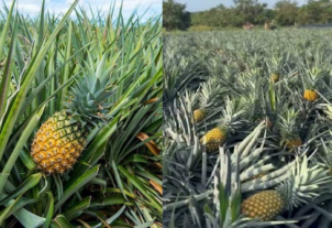 Productores de piña de María Trinidad Sánchez y Monte Plata dicen que están al borde de la quiebra por falta apoyo del gobierno