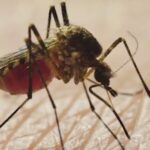 NYC registra en 2026 más casos que en todo 2025 del Virus Nilo Occidental