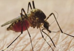 NYC registra en 2026 más casos que en todo 2025 del Virus Nilo Occidental