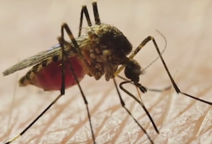 NYC registra en 2026 más casos que en todo 2025 del Virus Nilo Occidental