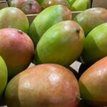 Retiran del mercado de NY, NJ, CT y PA mangos por riesgo de salmonela