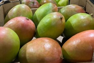 Retiran del mercado de NY, NJ, CT y PA mangos por riesgo de salmonela