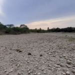 Sequía amenaza producción agrícola y ganadera municipios de la parte oeste de Puerto Plata; baja caudal río Bajabonico